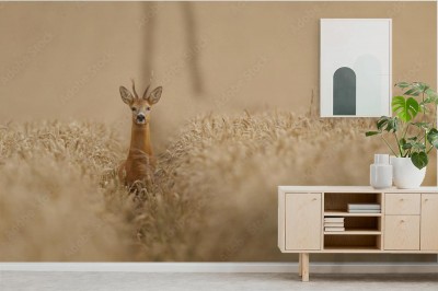 Fototapeta Sarna w polu pszenicy