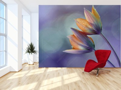 Fototapeta Zółte tulipany botaniczne