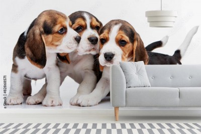 Fototapeta Beagle - szczeniaki na białym tle