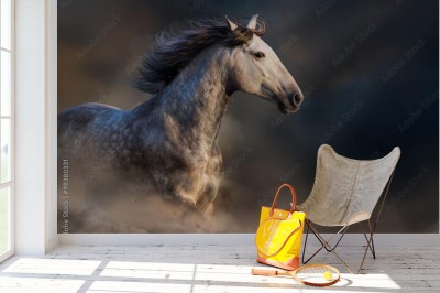 Fototapeta Koń andaluzyjski z długą grzywą biegnącą w pyle