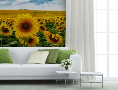 Fototapeta Krajobraz pola słonecznika