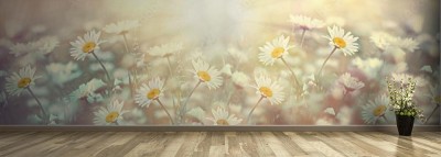 Fototapeta Panorama miękkich stokrotek na świetlistej łące