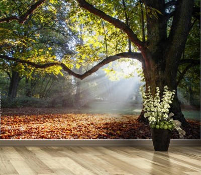 Fototapeta Potężny dąb