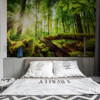 Fototapeta Rozświetlony las w zieleni