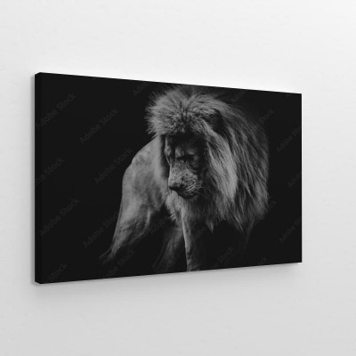 Obrazy do salonu Czarno-biały ciemny portret lwa afrykańskiego