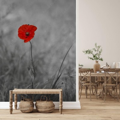 Fototapeta Czerwony makowy kwiat na czarno białym tle