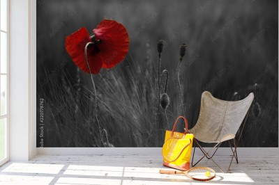 Fototapeta Kwiat maku na Monte Cassino