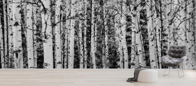 Fototapeta Las brzozowy