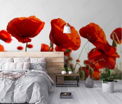 Fototapeta Czerwone maki