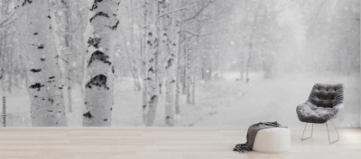 Fototapeta Leśna droga wśród brzóz