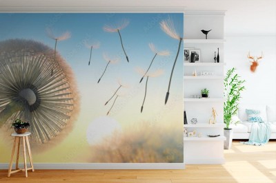 Fototapeta Dmuchawiec opromieniony słońcem