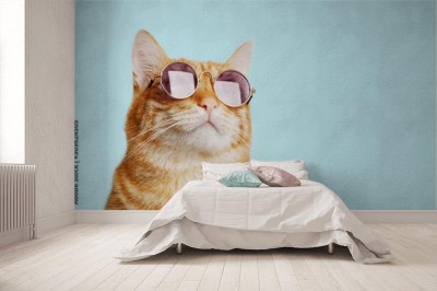 Fototapeta Kot w okularach