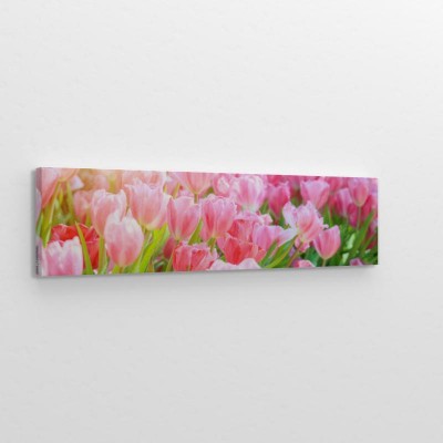 swiezy-kolorowy-tulipan