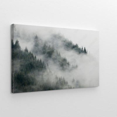 Obraz na płótnie Las pokryty mgłą w deszczowy letni dzień