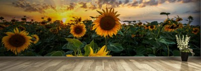 Fototapeta Panoramiczny krajobraz lata na polu słoneczników