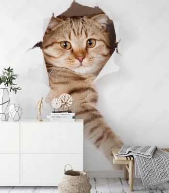 Fototapeta Kotek urwisek