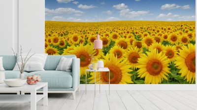 Fototapeta Pole słonecznych kwiatów pod błękitnym niebem