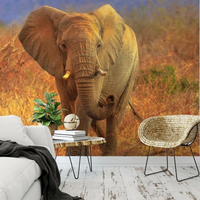 slon-afrykanski