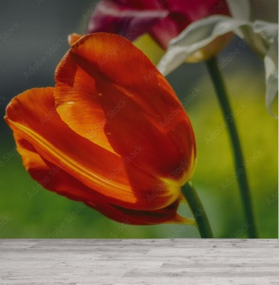 Fototapeta Czerwony tulipan na kolorowym tle