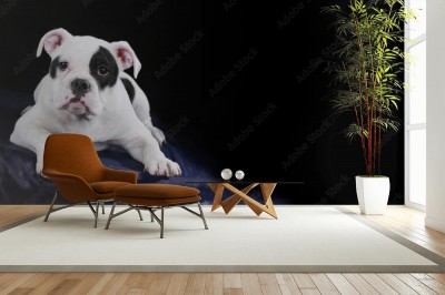 Fototapeta Młody buldog angielski na czarnym tle