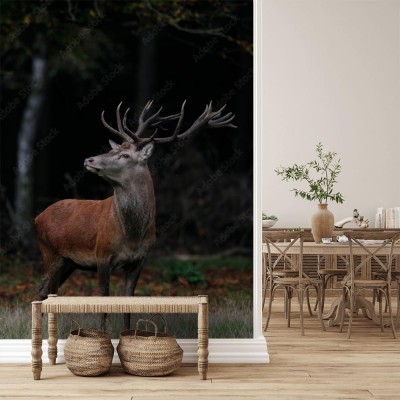 Fototapeta Piękna sylwetka młodego jelenia