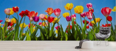 Fototapeta Tulipany na wiosnę