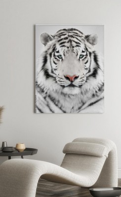 Obrazy do salonu Biały Tygrys