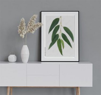 Plakat Liście Eukaliptusa skierowane w dół na białym tle