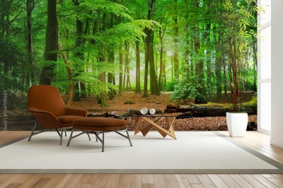 Fototapeta Las w Holandii