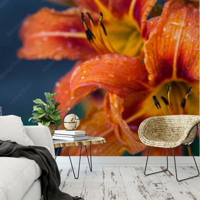 kwiaty-lilii-pomaranczowej
