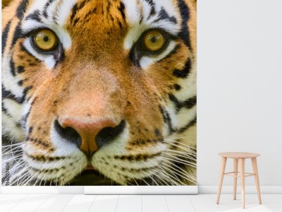 Fototapeta Portret dzikiego młodego tygrysa