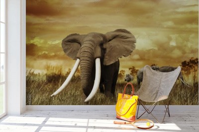 Fototapeta Słoń o wschodzie słońca