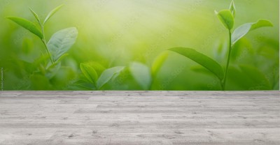 Fototapeta Świeże liście herbaty o poranku