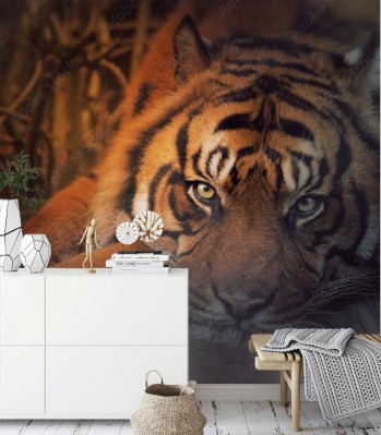 Fototapeta Odpoczywający tygrys