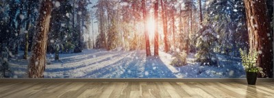 Fototapeta Sosnowy las pokryty śniegiem