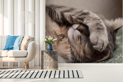 Fototapeta Śpiący kot