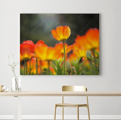 Obraz na płótnie Pojedynczy rozjarzony tulipan w polu