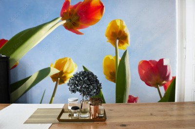 Fototapeta Czerwone i żółte tulipany na błękicie nieba