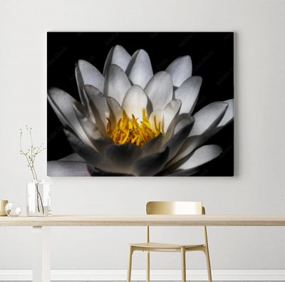 Obraz na płótnie Duży piękny biały lotos