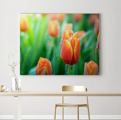 Obrazy do salonu Pomarańczowe tulipany
