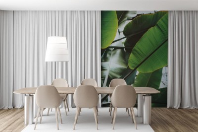 Fototapeta Liście palmy