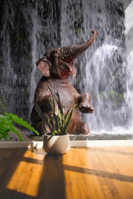 Fototapeta Słoń w kąpieli