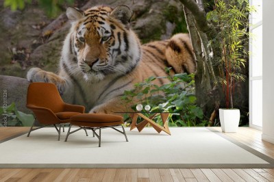 Fototapeta Syberyjski tygrys w leniwej pozycji