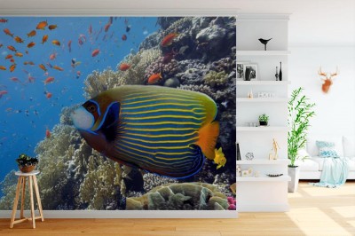 Fototapeta Tropikalna ryba na rafie koralowej w Morzu Czerwonym