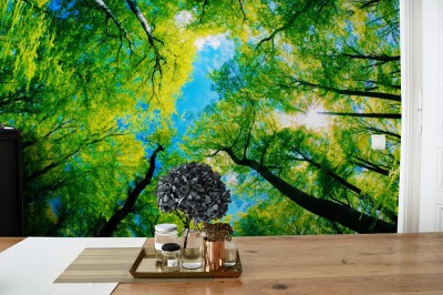 Fototapeta Korony drzew na tle błękitnego nieba