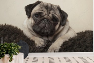 slodki-mops-lezacy-na-rozmytej-poduszce
