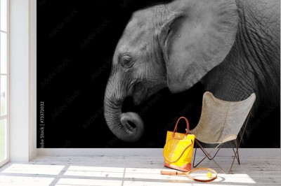 Fototapeta Słoniątko na czarnym tle