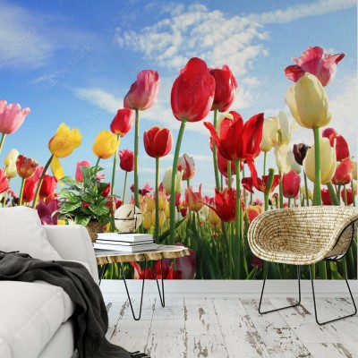 swiecace-pole-tulipanow-i-blekitne-niebo