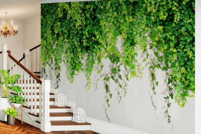 Fototapeta Kręcone liście bluszczu na jasnym tle 