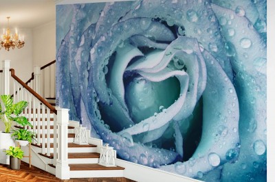 Fototapeta Piękna zroszona róża w niebieskim odcieniu